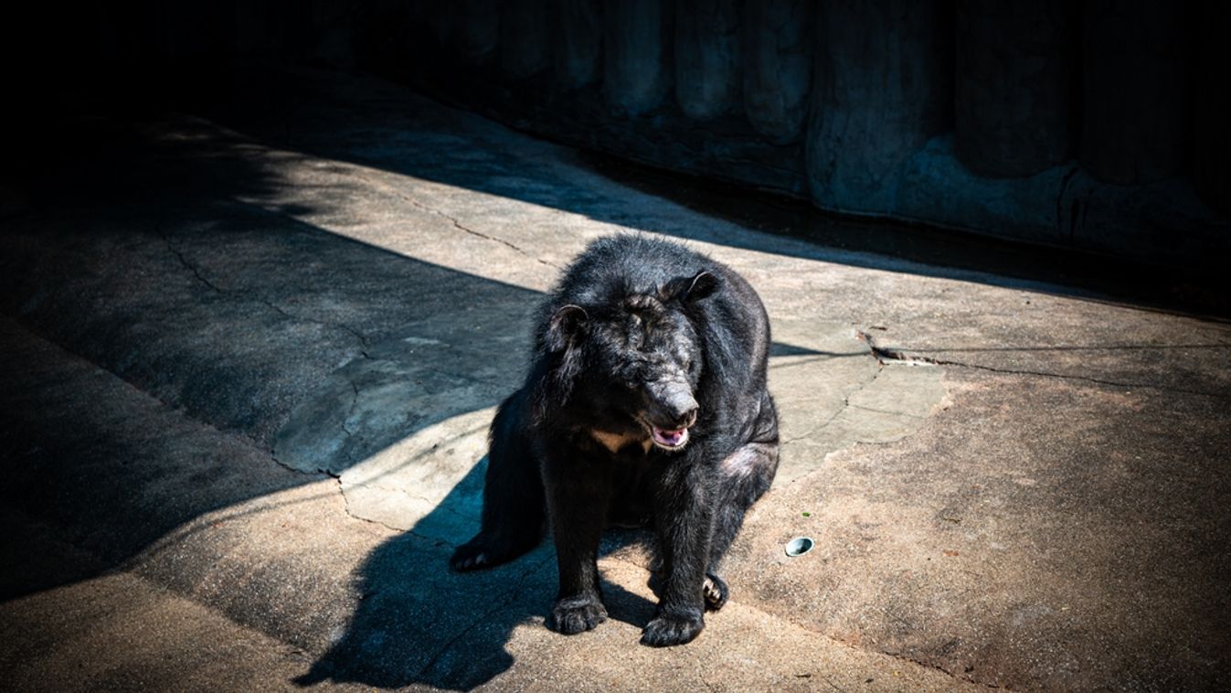 A,Black,Bear,Sits,Comfortably,On,A,Warm,Concrete,Surface.