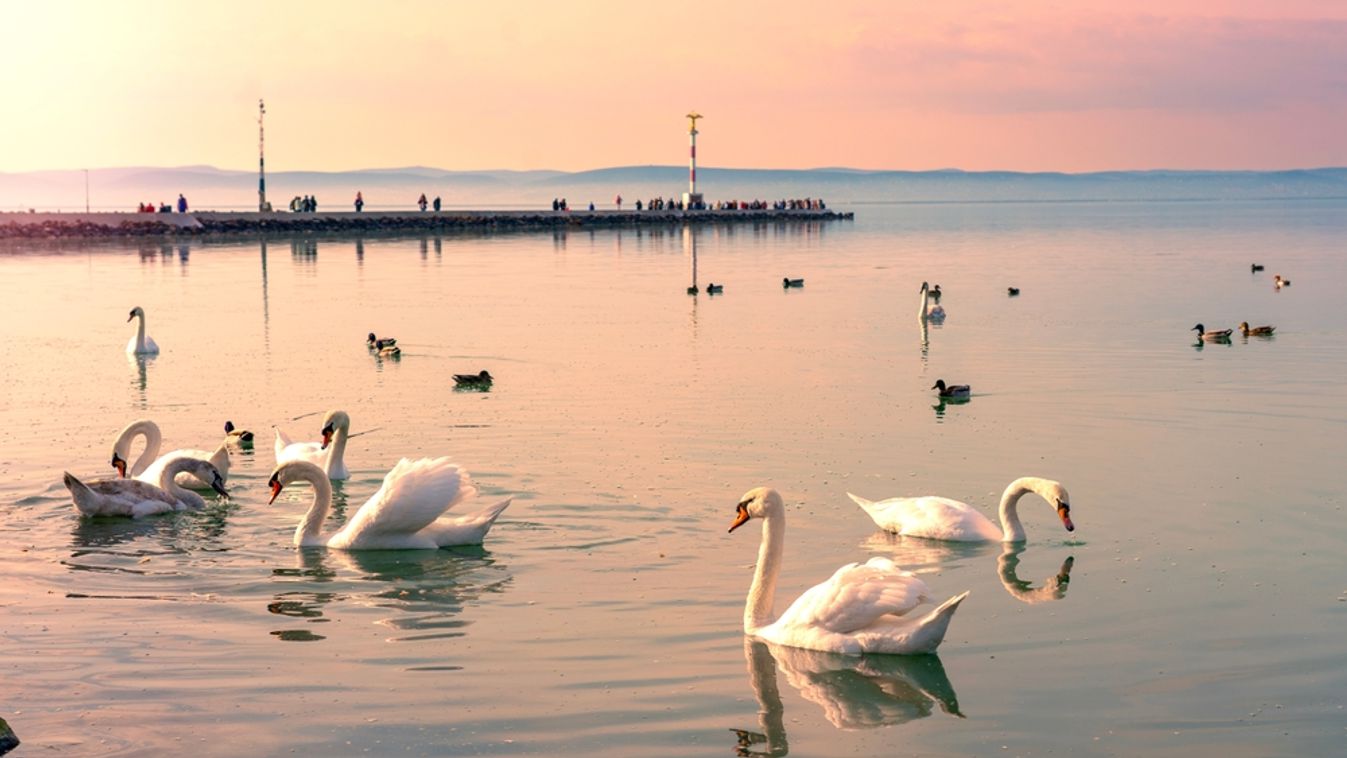 Many,Swans,On,Lake,Balaton,Hungary,With,Siofok,Pier,Background