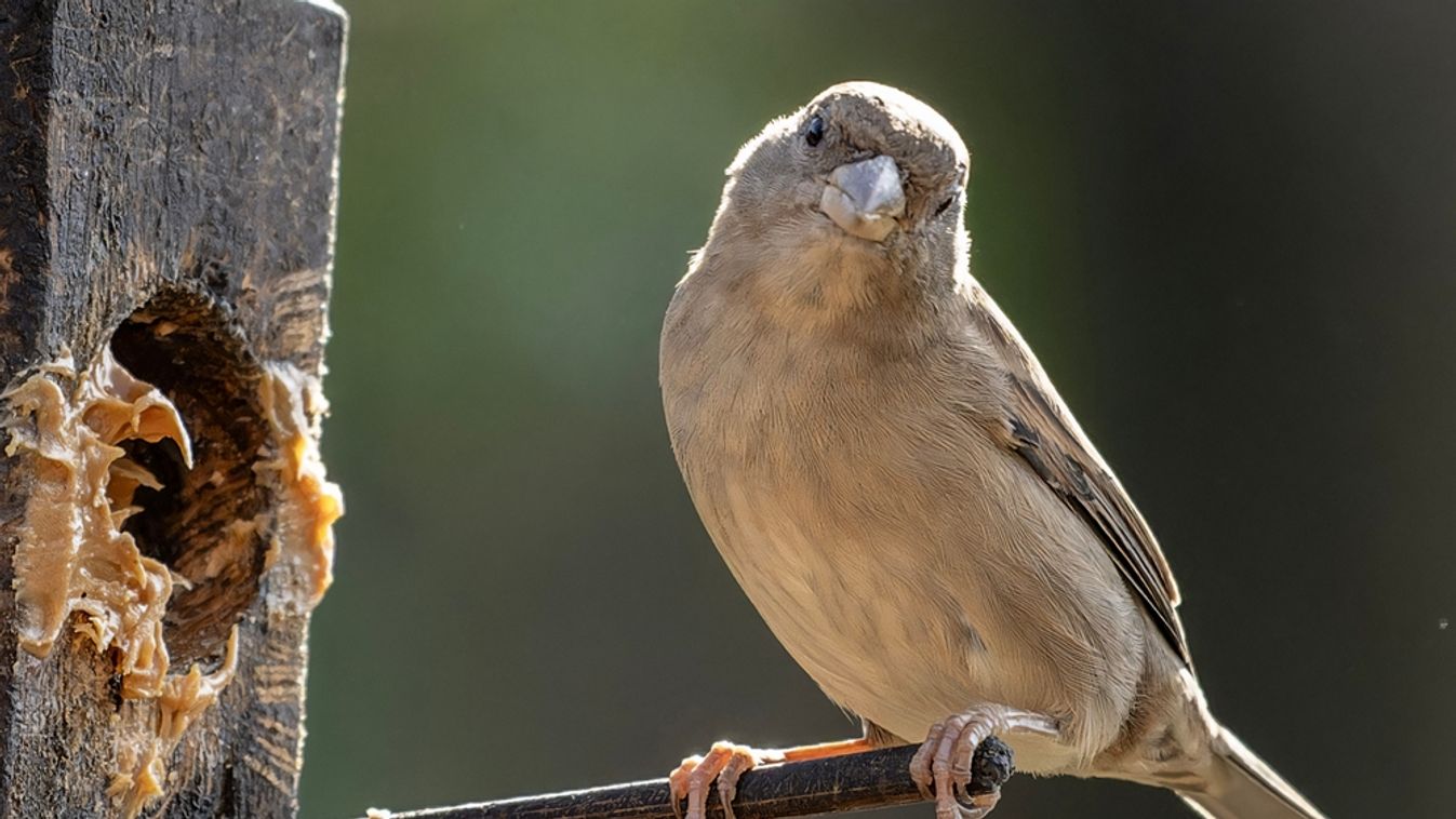 A,Sparrow,On,The,Backyard,Peanut,Butter,Bird,Feeder