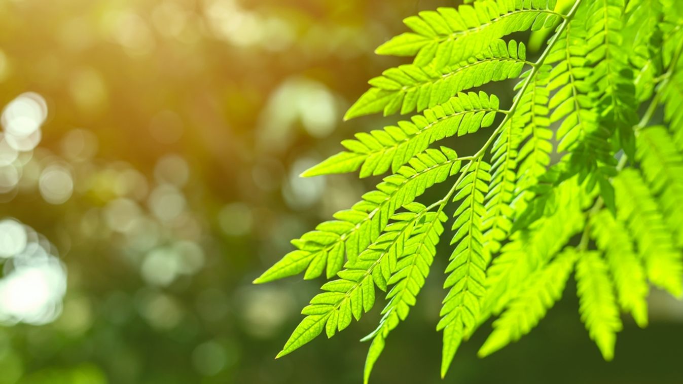 A növények módszerét használnák a CO2 leválasztáshoz 
