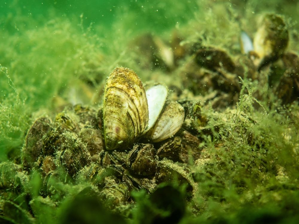 A Balaton víztisztaságának éber őre