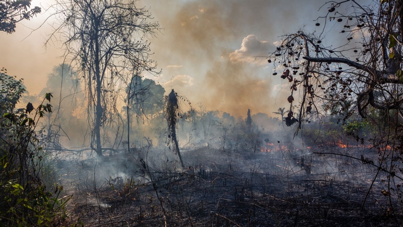 Példátlan volt az erdőpusztulás az Amazonas régióban 2024-ben