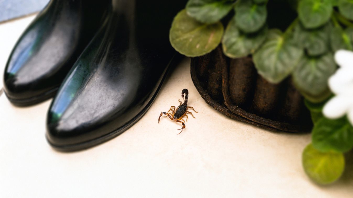 Skorpió invázió van a brazil városokban 