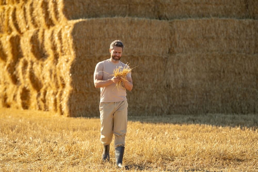 Farmer,Is,Standing,Beside,Bales,Of,Hay.,Farmer,Examining,Straw