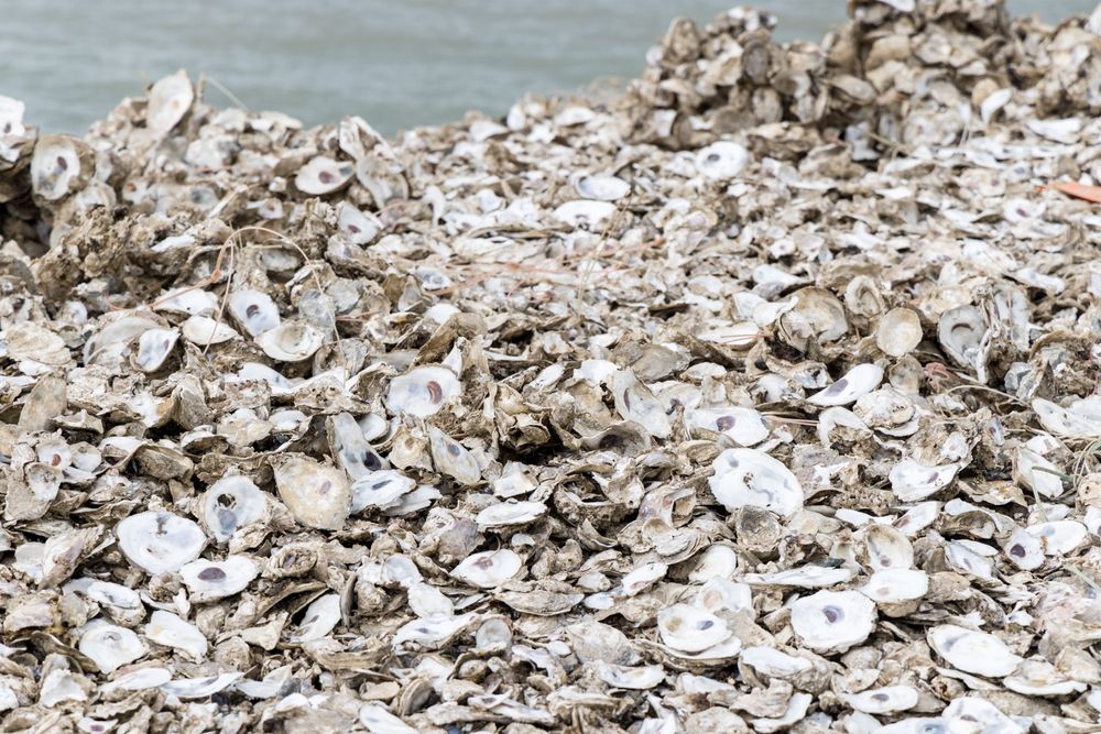 Stack,Of,Abandoned,Oyster,Shell