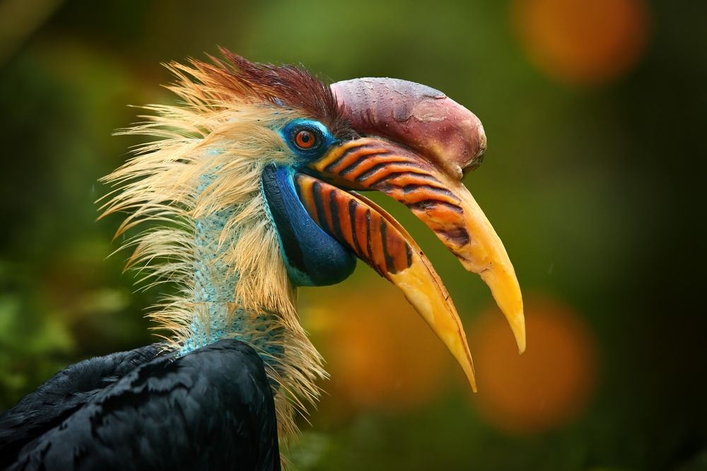 Close,Up,,Portrait,Of,Colourful,Hornbill,Native,To,Indonesia,,Knobbed