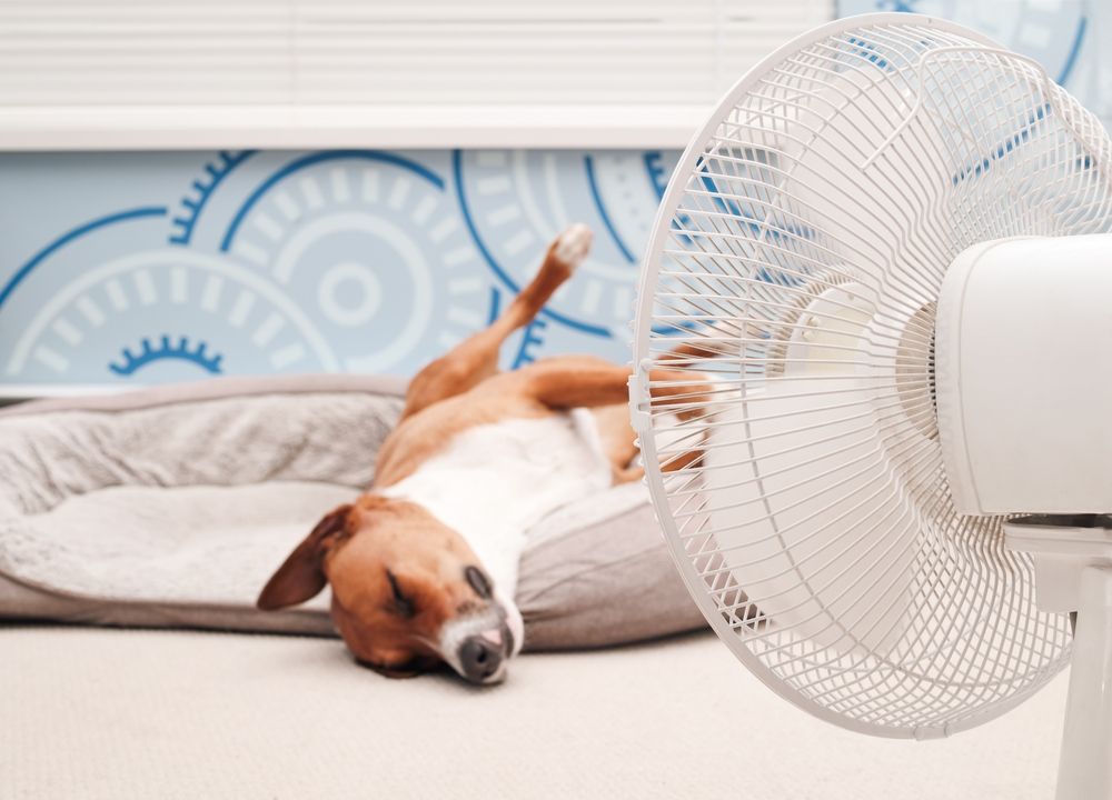 Relaxed,Dog,Lying,In,Front,Of,Fan,With,Legs,In