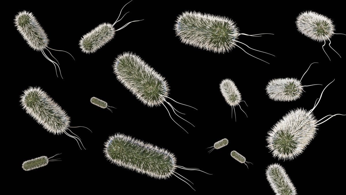 Az E.Coli baktérium segít a klímaváltozáson