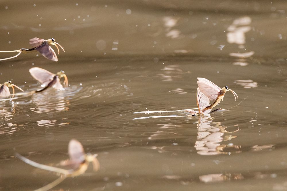Annual,Swarm,Of,Long-tailed,Mayfly,On,Tisza,River,In,Serbia.
