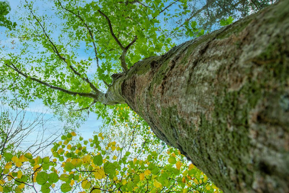 Bottom,View,To,The,Tree,Top,Of,A,Huge,Plane