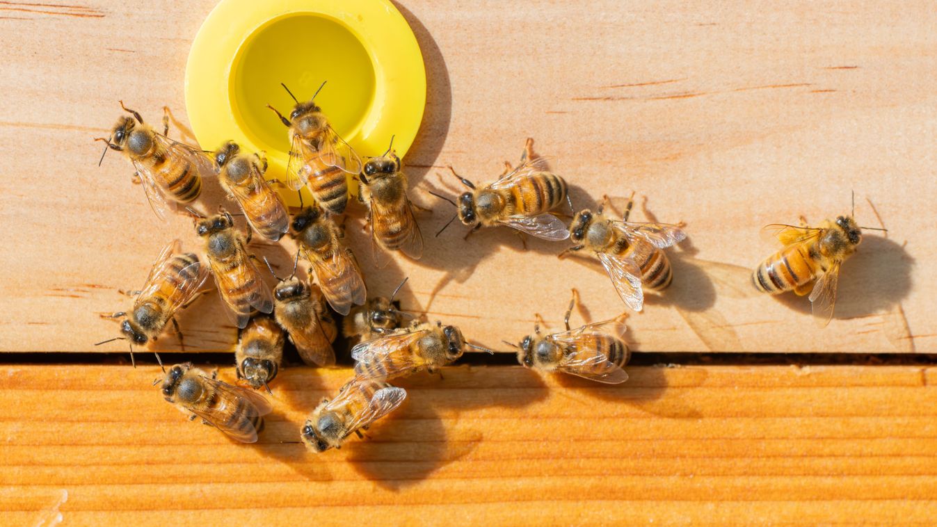 Méhek kontra bolygó: árthat-e a méztermelés a biodiverzitásnak?