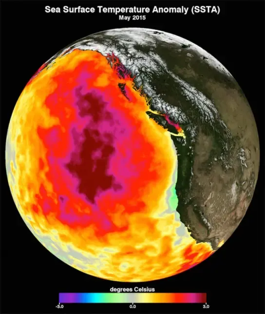 A Csendes-óceán felszíni hőmérséklete „The Blob” jelenség idején, 2015. májusában.