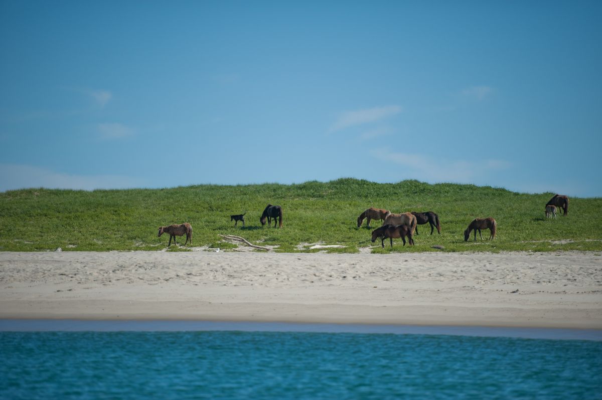 Sable-sziget, lovakkal