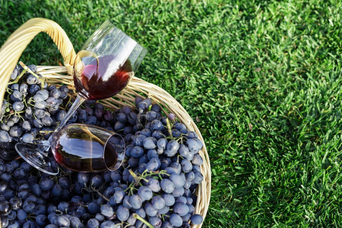 Veszélyben a Pinot Noir?