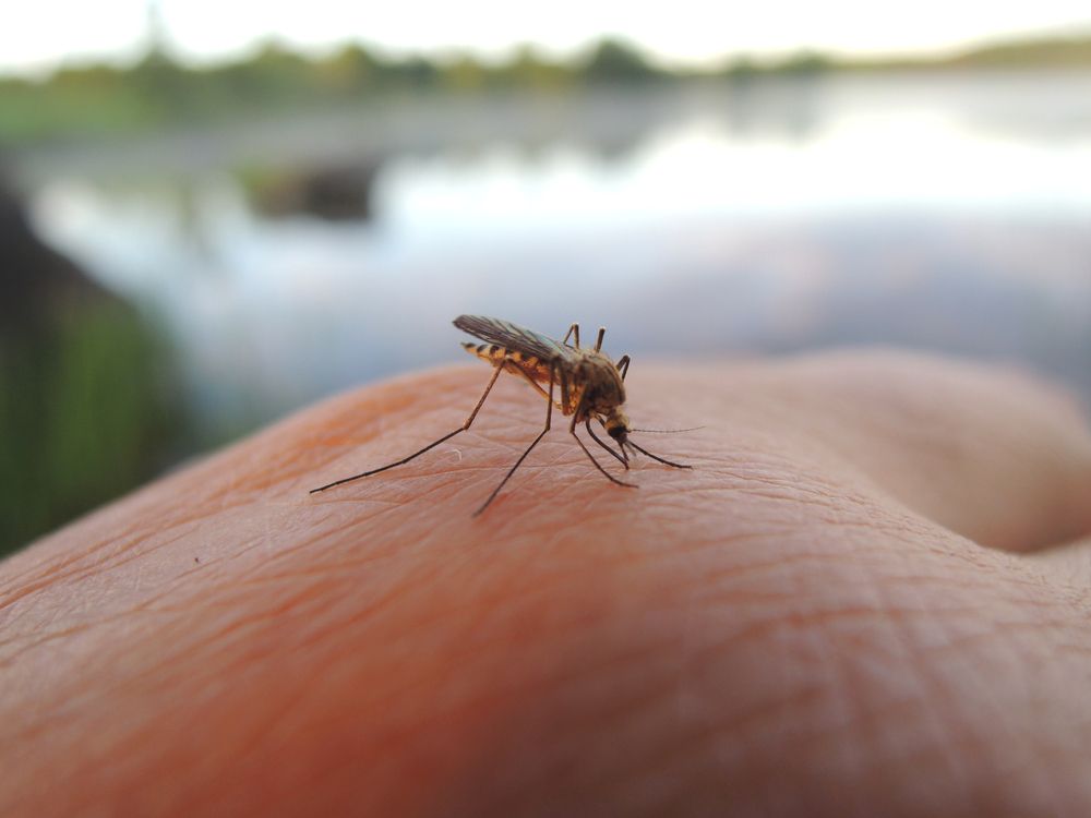 Megjelentek a szúnyogok, és ez nagyobb probléma, mint gondolnánk