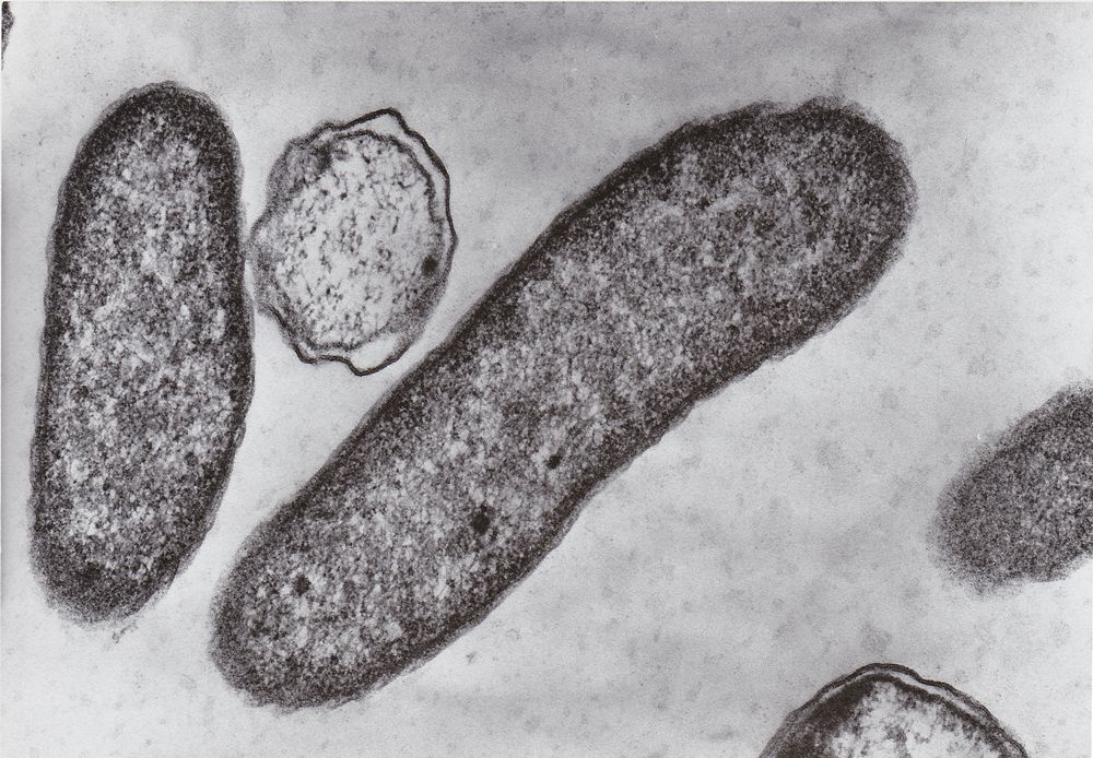 vibrio baktérium mikroszkóp alatt
