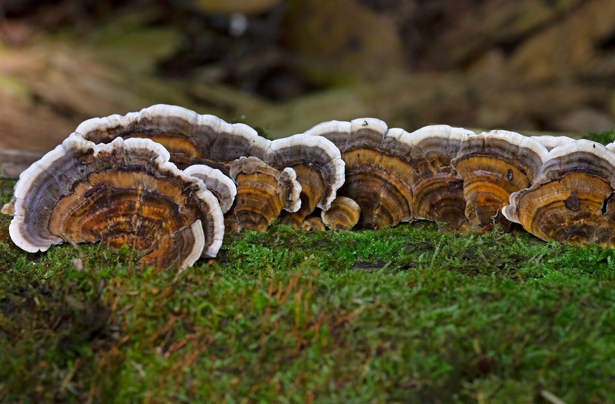 A lepketapló gomba lehet a megoldás a fenntartható csomagolásra? 