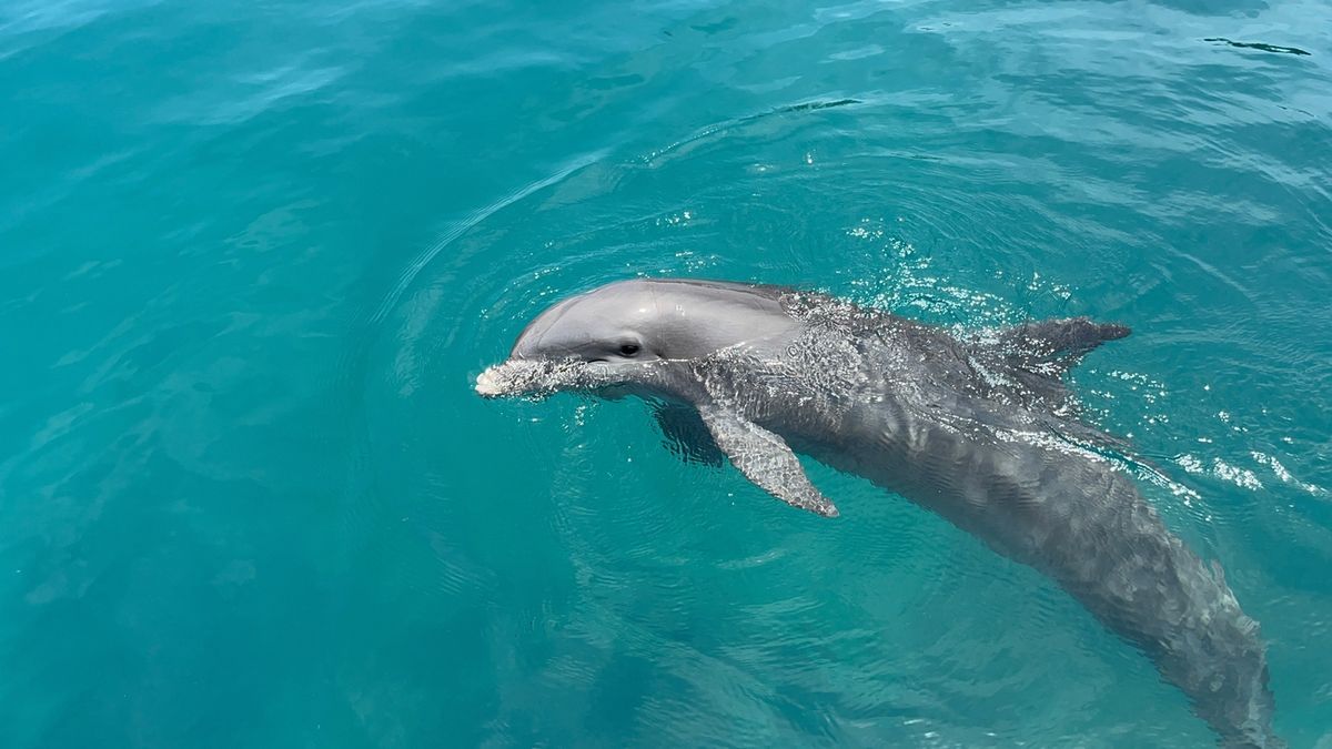 Mimmo, a velencei lagúna delfinje