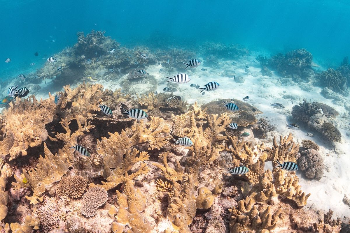 A Ningaloo-zátony kétharmada elpusztult