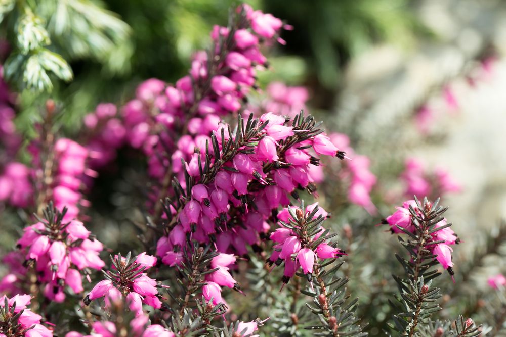 Beautiful,Flowers,Myretoun,Ruby.,Erica,Carnea,,Macro,Photo