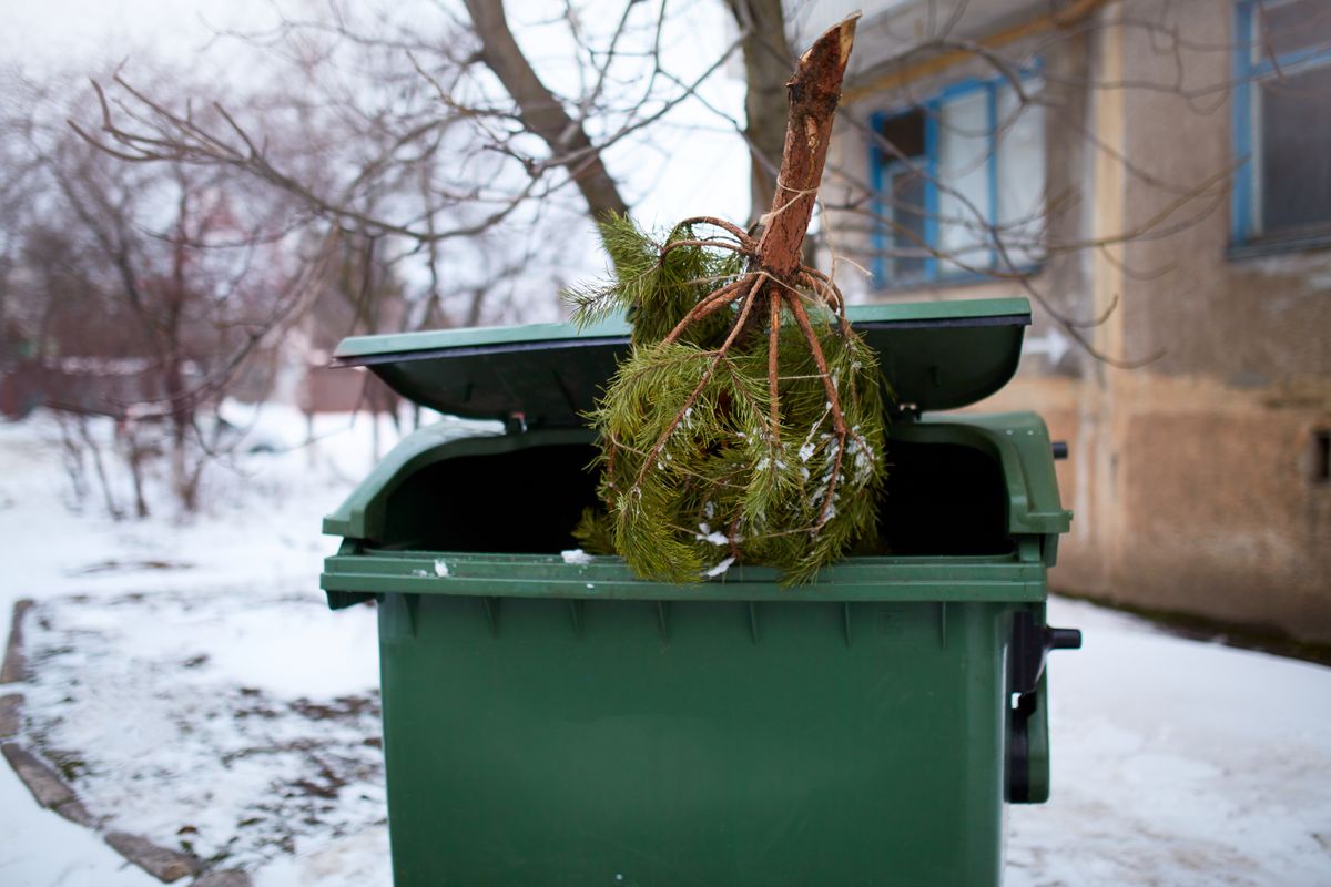 A karácsonyfa nem kell, hogy a kukában végezze. 