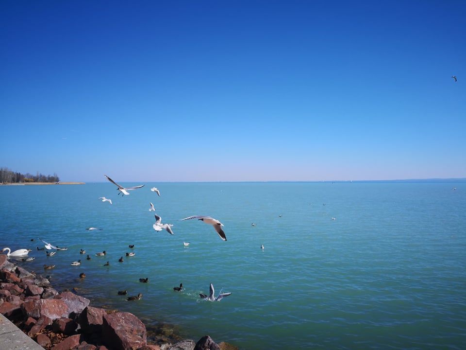 Fátyolfelhők a Balaton felett – napos, sirályos kora tavaszi panoráma