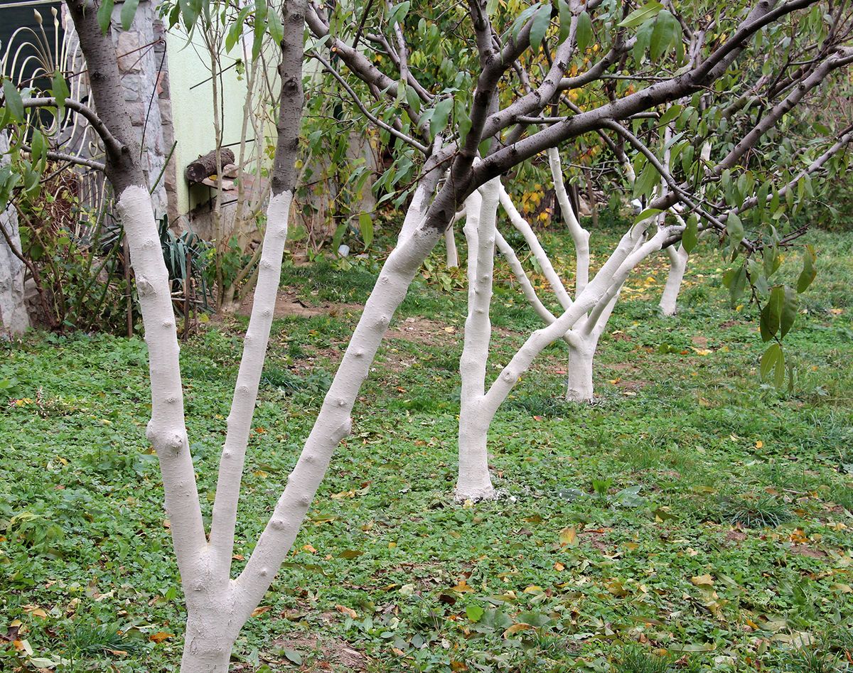 Whitewash,Of,Fruit,Trees,In,The,Orchard,For,Protection,Against