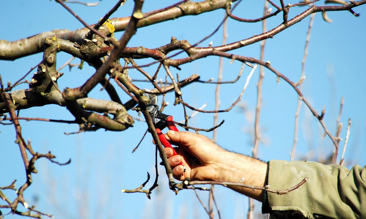 Korai metszés veszélyei és fagykár elleni védekezés a gyümölcsösben.