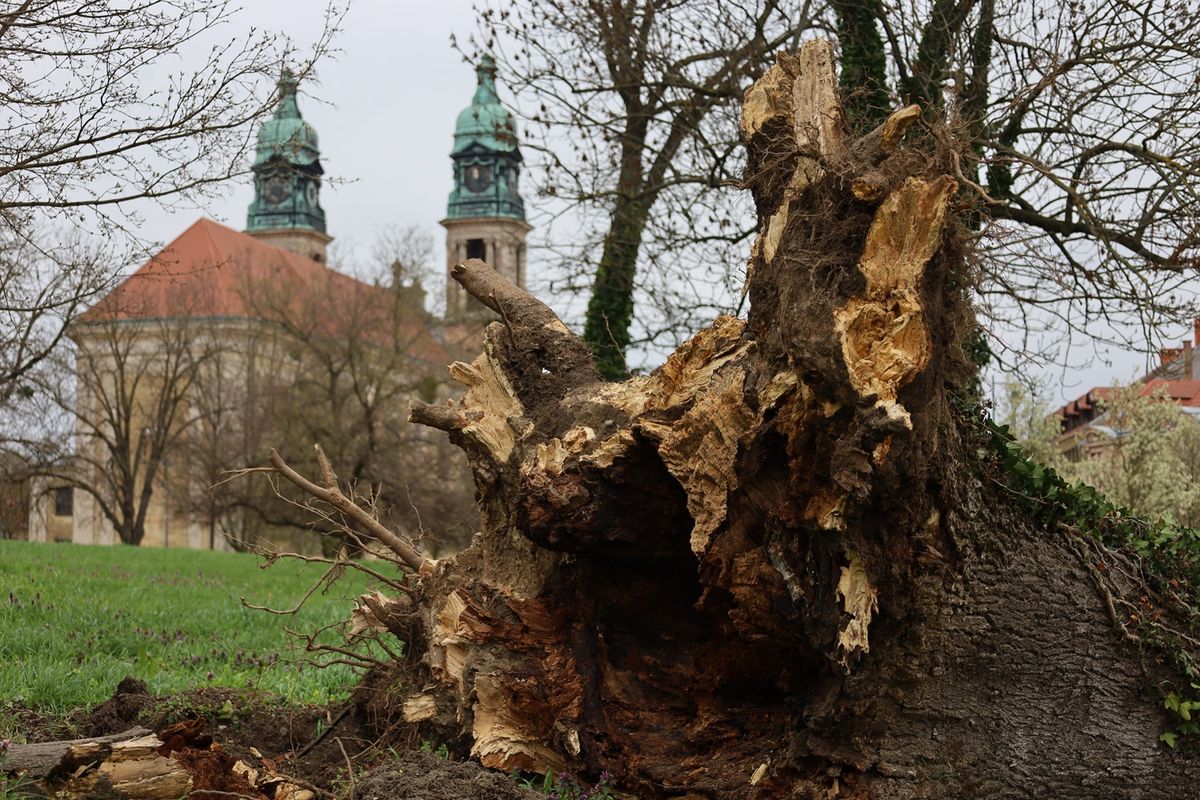 Szélvihar döntött ki egy nagy fát Pápán.