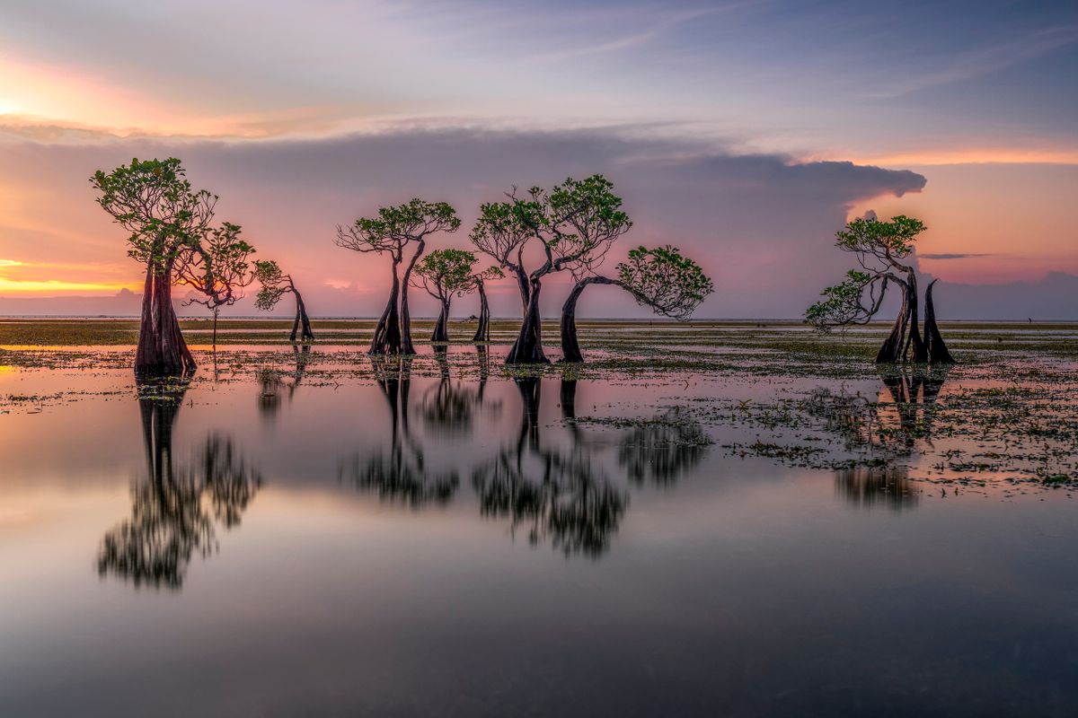 A mangrove erdők miatt kevesebb lenne a viharok pusztítása és a klímaváltozás