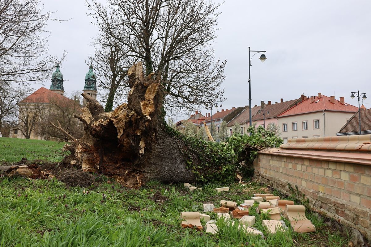 Tőből törte ki a hatalmas fát a szélvihar.