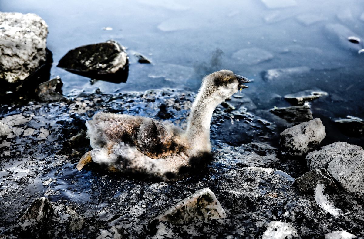 Bird,Stuck,In,Polluted,Water,With,Tar.,Dying,Animals,In
