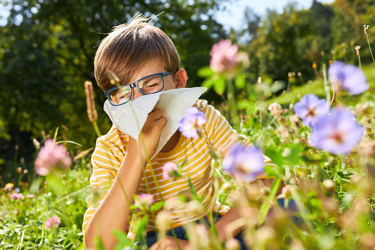 Pollenkalendárium: a nyírfa az egyik legerősebb allergén áprilisban
