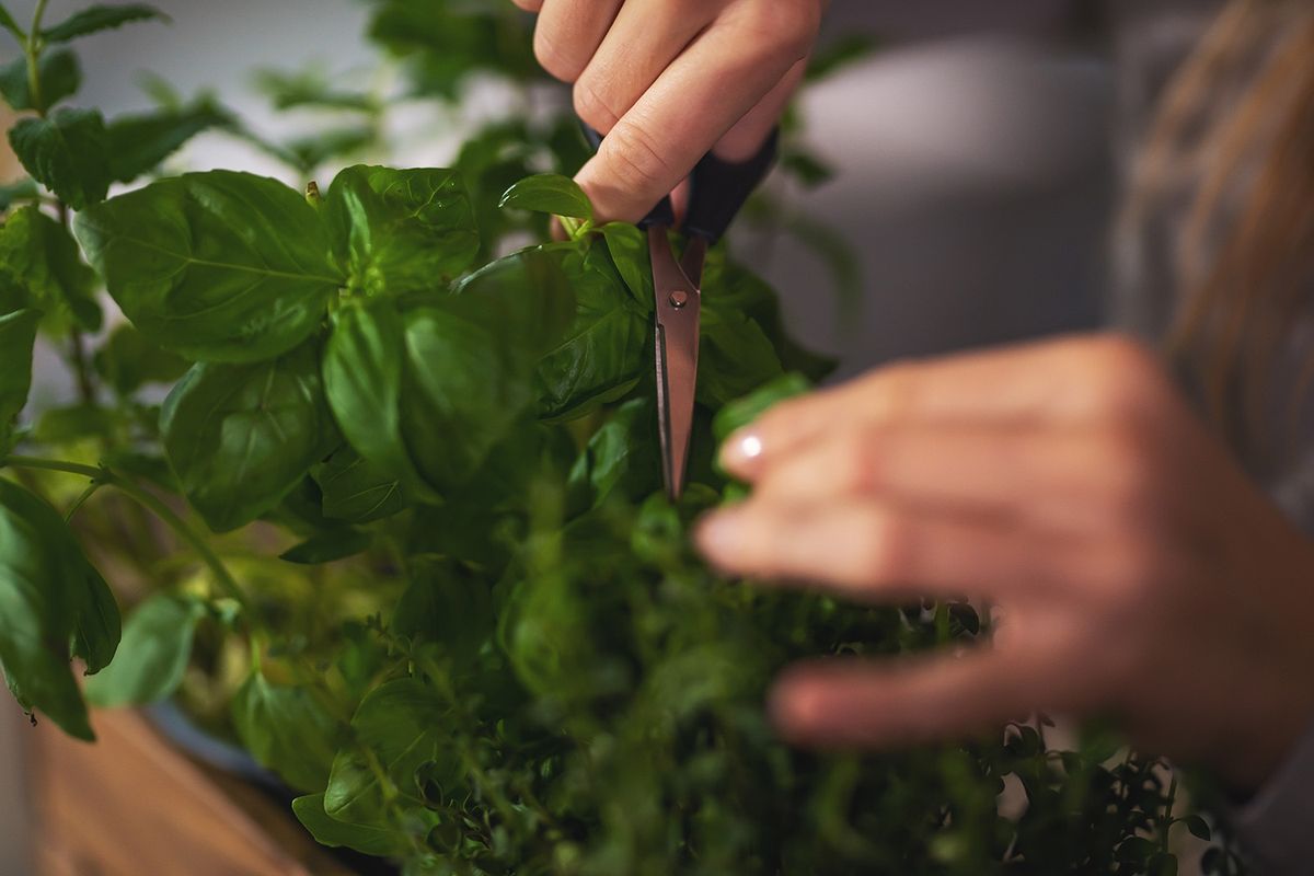 Caucasian,Female,Hands,Holding,Sharp,Shears,And,Pruning,Thyme,Plants,