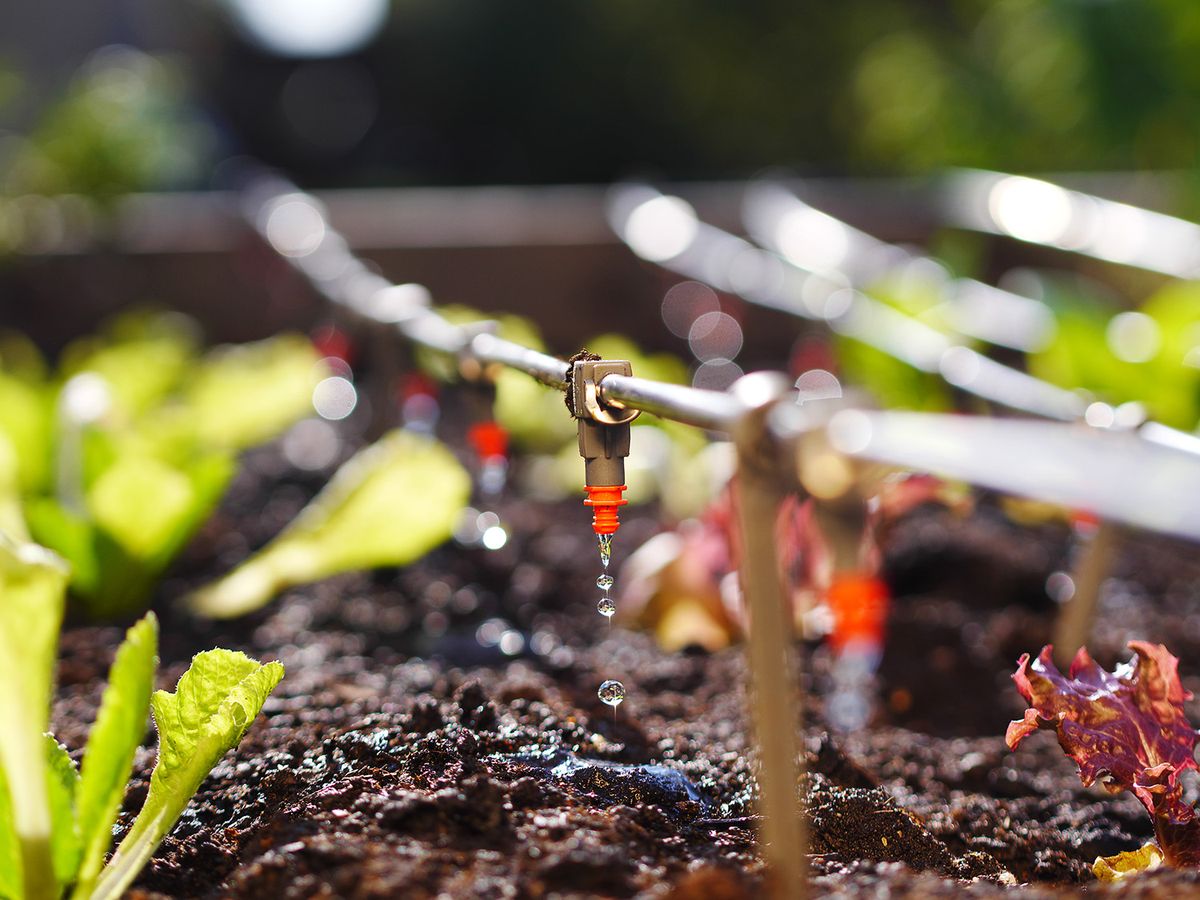 Photo,Shows,Irrigation,System,In,Raised,Garden,Bed