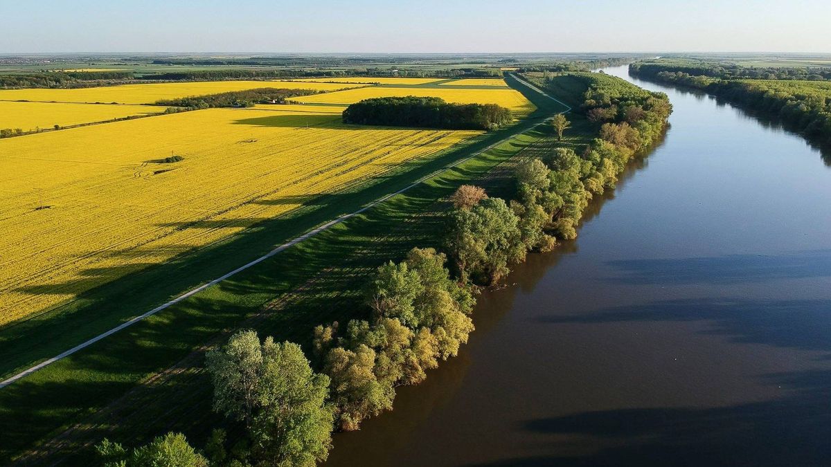 Záporok után élénk színekben pompázik a repcemező a folyó mentén