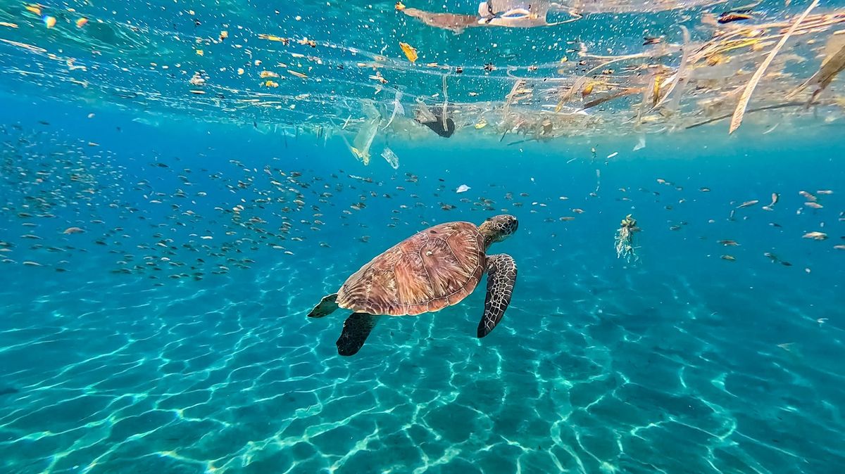 Sea,Turtle,Swimming,With,Ocean,Plastic,Trash,Pollution,Floating,On