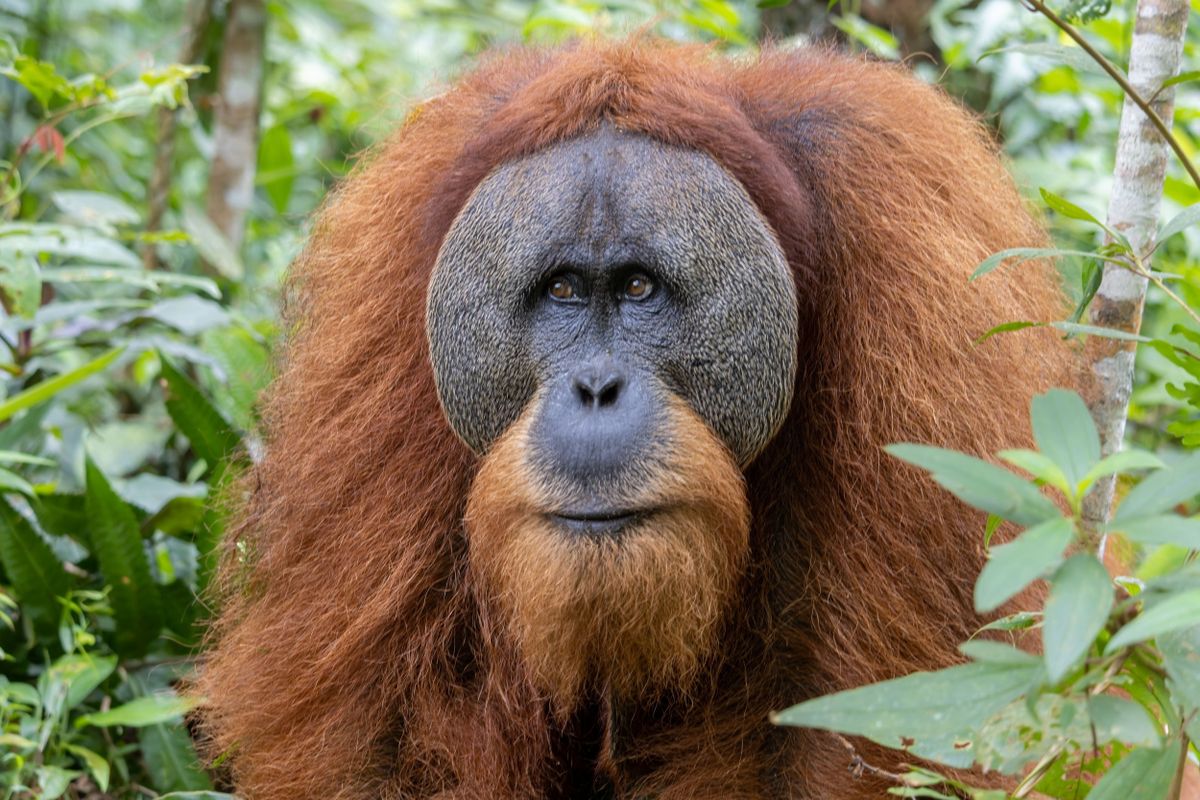 A tapanuli orangutánok 7 százaléka elpusztult
