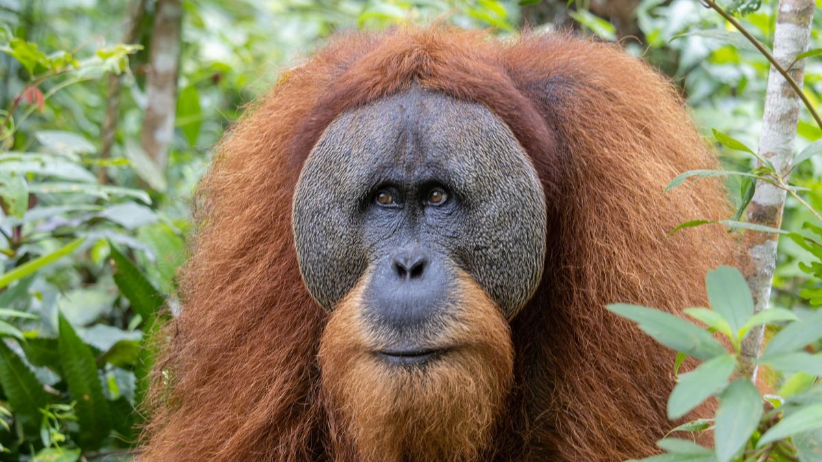 A klímaváltozás újabb áldozatai: tucatjával pusztultak el a kritikusan veszélyeztetett orangutánok